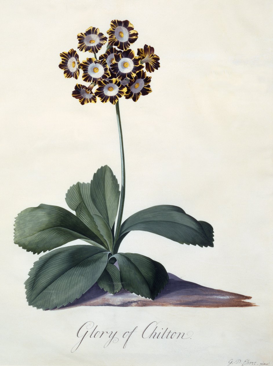 Glory of Chilton, c.1745 (el boyaması gravür) by Georg Dionysius Ehret