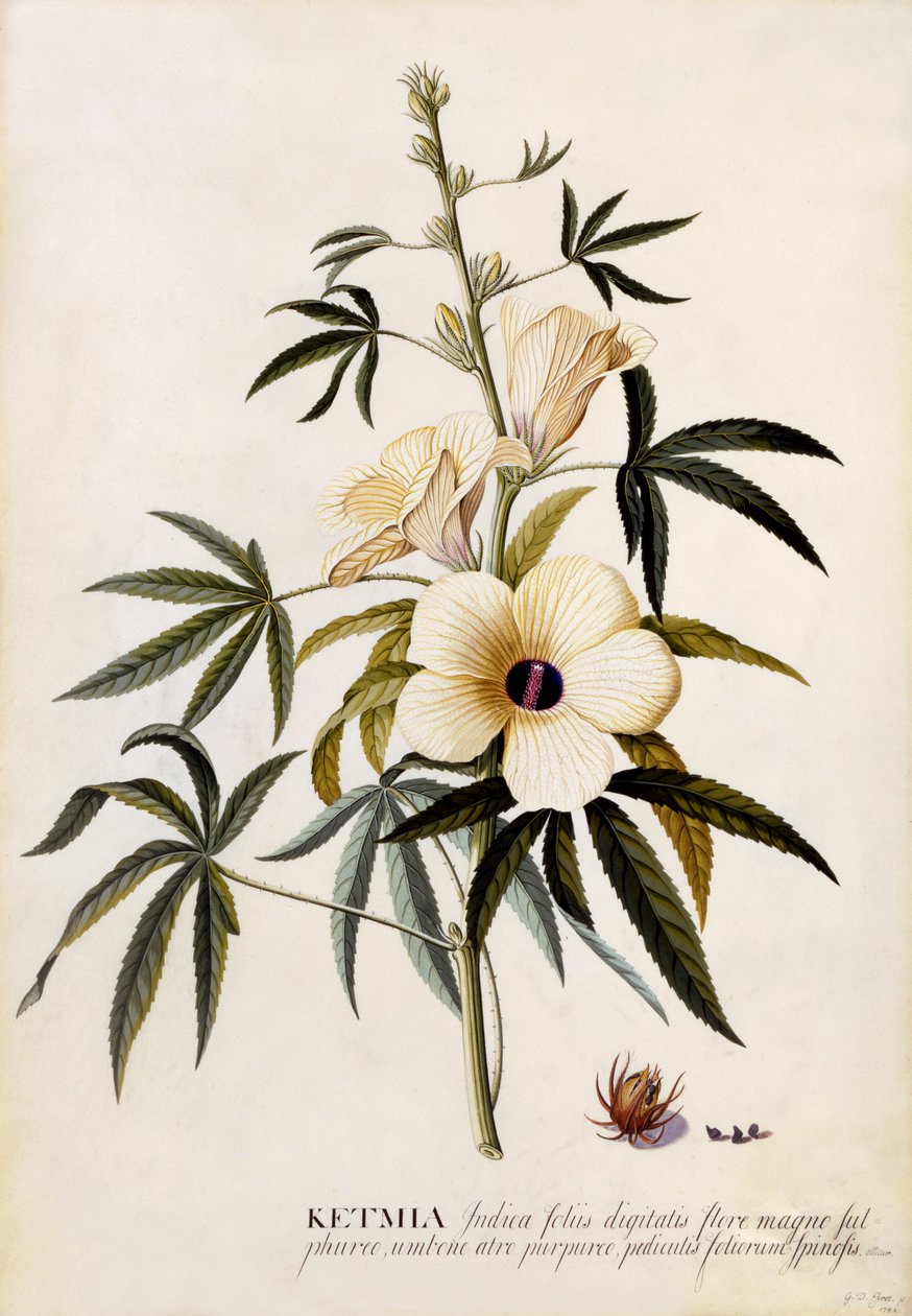 Ketmia, c.1742 (el boyaması gravür) by Georg Dionysius Ehret
