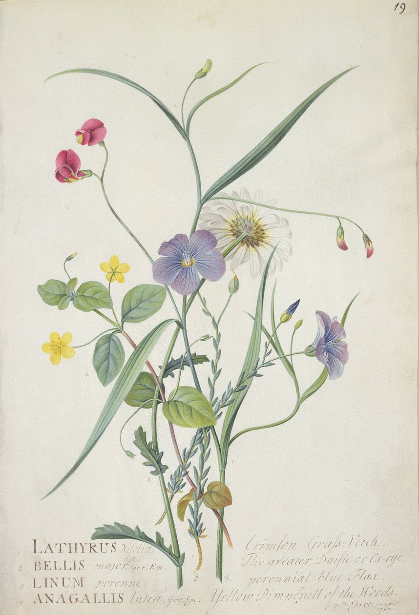Lathyrus nissolia, Chrysanthemum leucanthemum, perenne keten, Lysimackia ormanları, 1767 (grafit, parşömen üzerine wc ve guaj) by Georg Dionysius Ehret