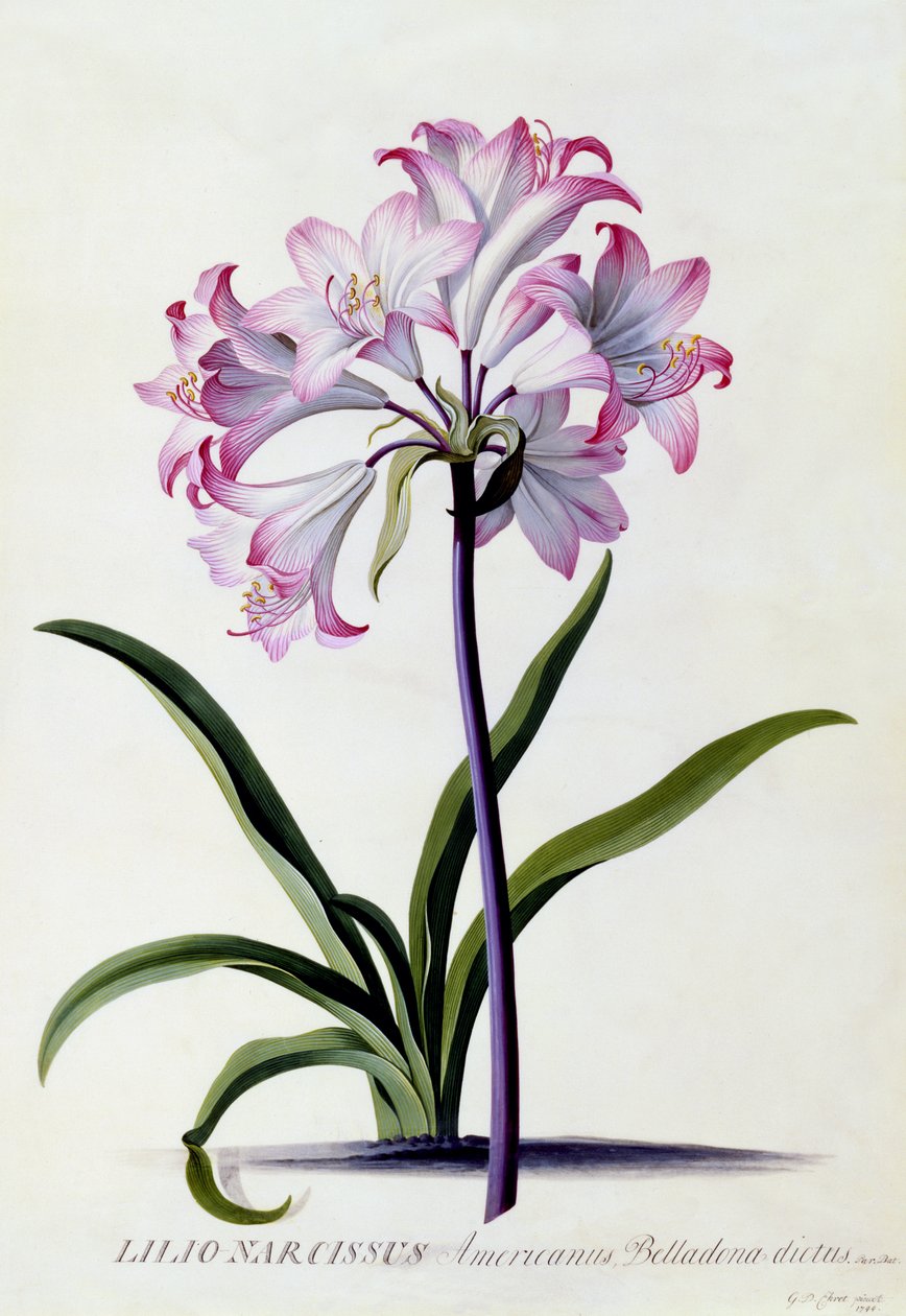 Lilio Narcissus, c.1744 (el boyaması gravür) by Georg Dionysius Ehret