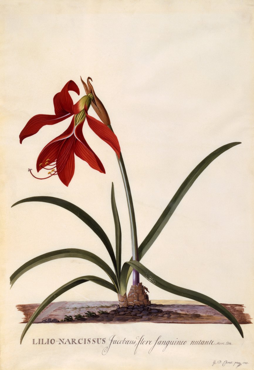 Lilio-Narcissus, Jaobean Lily, c.1743 (el boyaması gravür) by Georg Dionysius Ehret