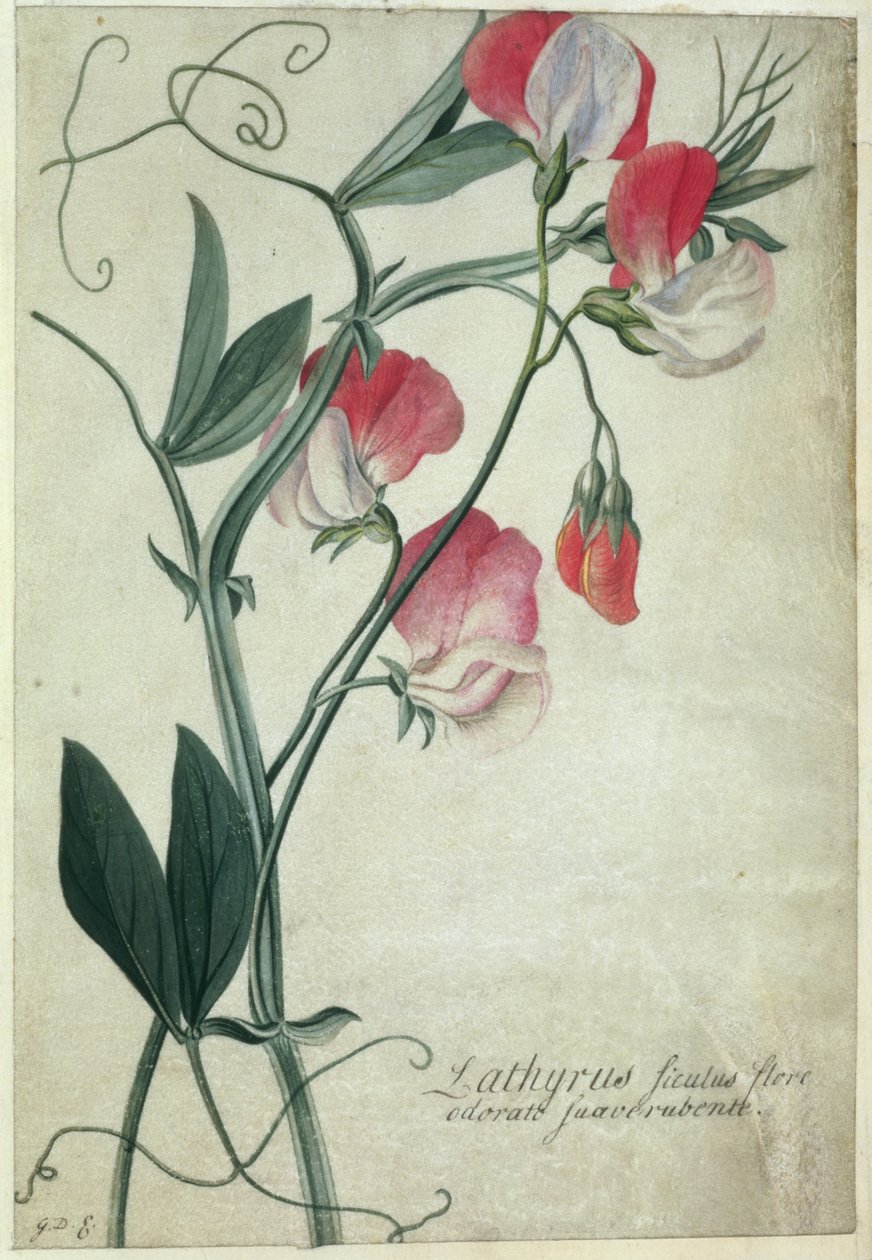 PD.113-1973.f1 Lathyrus Siculus Flore, c.1760-70 (parşömen üzerine wc) by Georg Dionysius Ehret