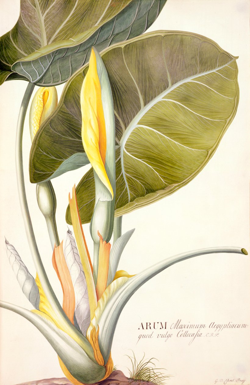 PD.116-1973f.14 Arum en büyük aegyptiacum, c.1740-45 (parşömen üzerine wc ve guaj) by Georg Dionysius Ehret