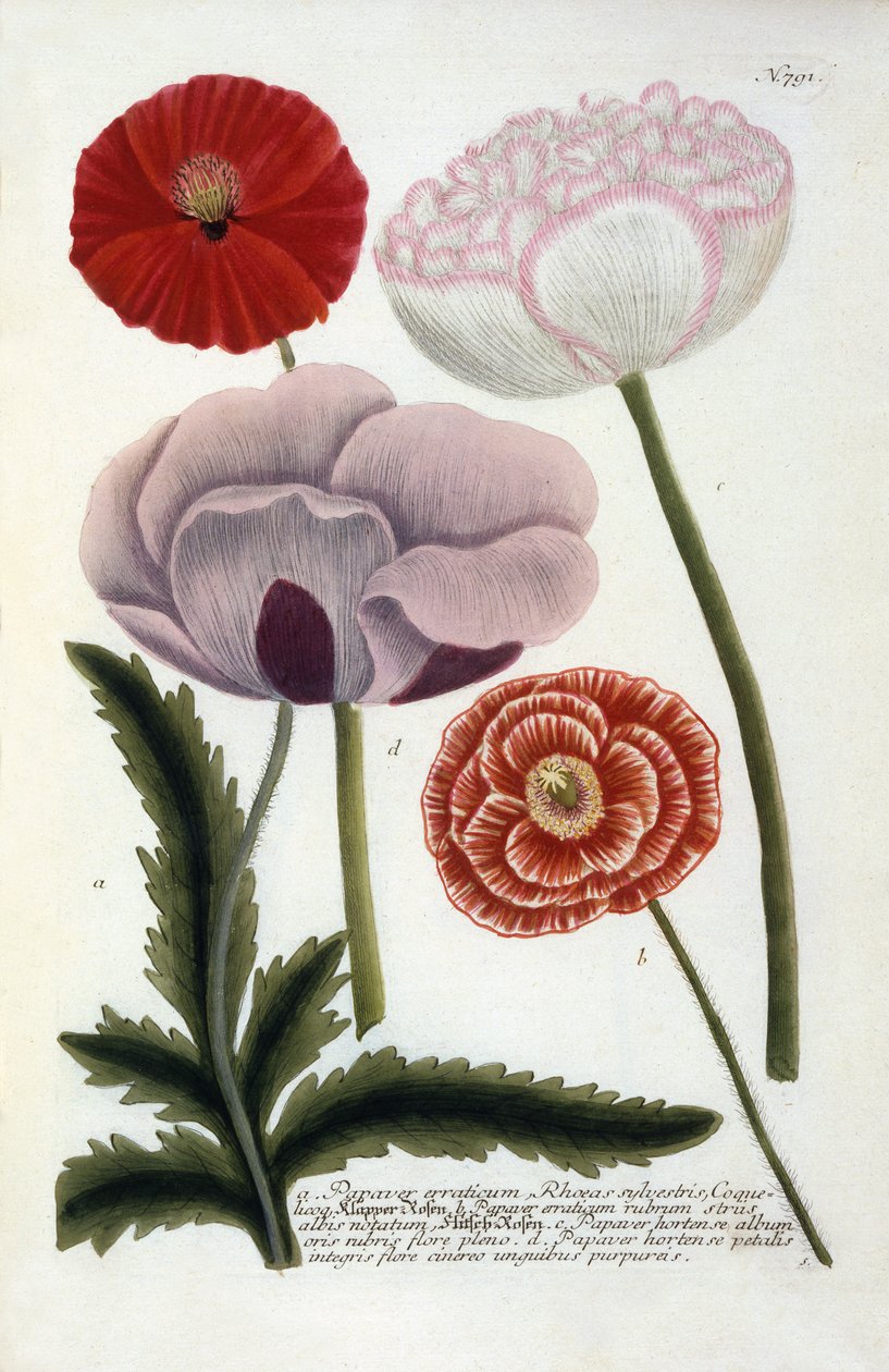 Papaver, Johann Wilhelm Weinmann'ın Phytanthoza Iconographia'sından, 1737 (el renkli gravür) by Georg Dionysius Ehret
