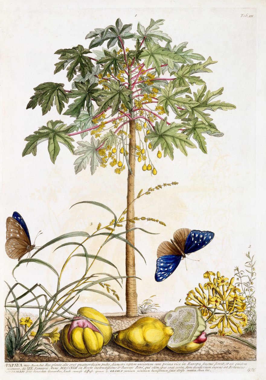 Papaya, c.1748 (el boyaması gravür) by Georg Dionysius Ehret