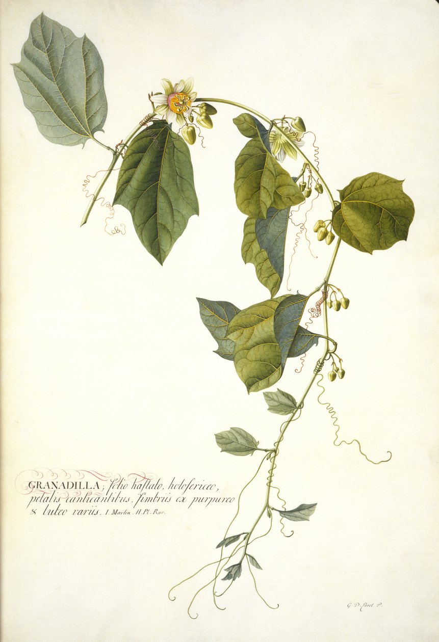 Passiflora holosericea (Tutku Çiçeği) (parşömen üzerine altın ile yükseltilmiş gövde rengi ve wc) by Georg Dionysius Ehret