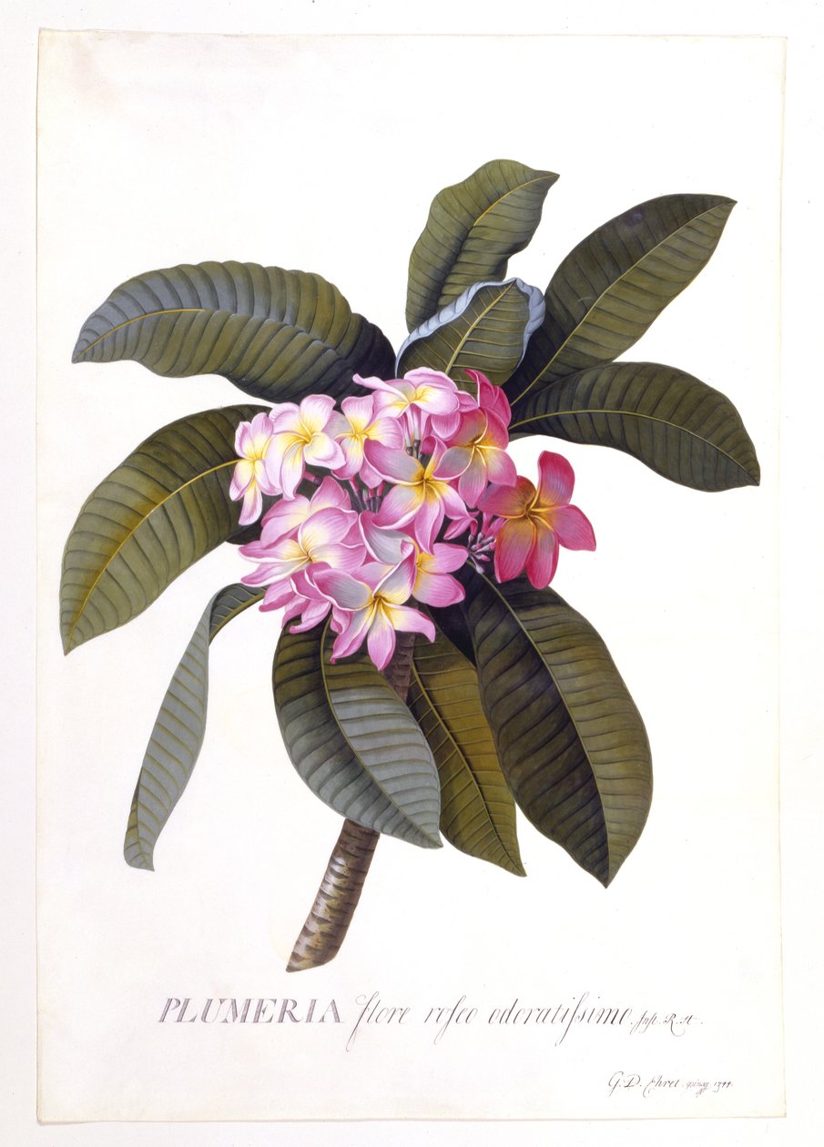 Plumeria, c.1744 (el boyaması gravür) by Georg Dionysius Ehret