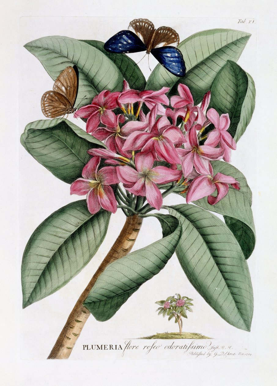 ಪ್ಲುಮೆರಿಯಾ, c.1749 (ಕೈ-ಬಣ್ಣದ ಕೆತ್ತನೆ) ಟರ್ಕ್ by Georg Dionysius Ehret