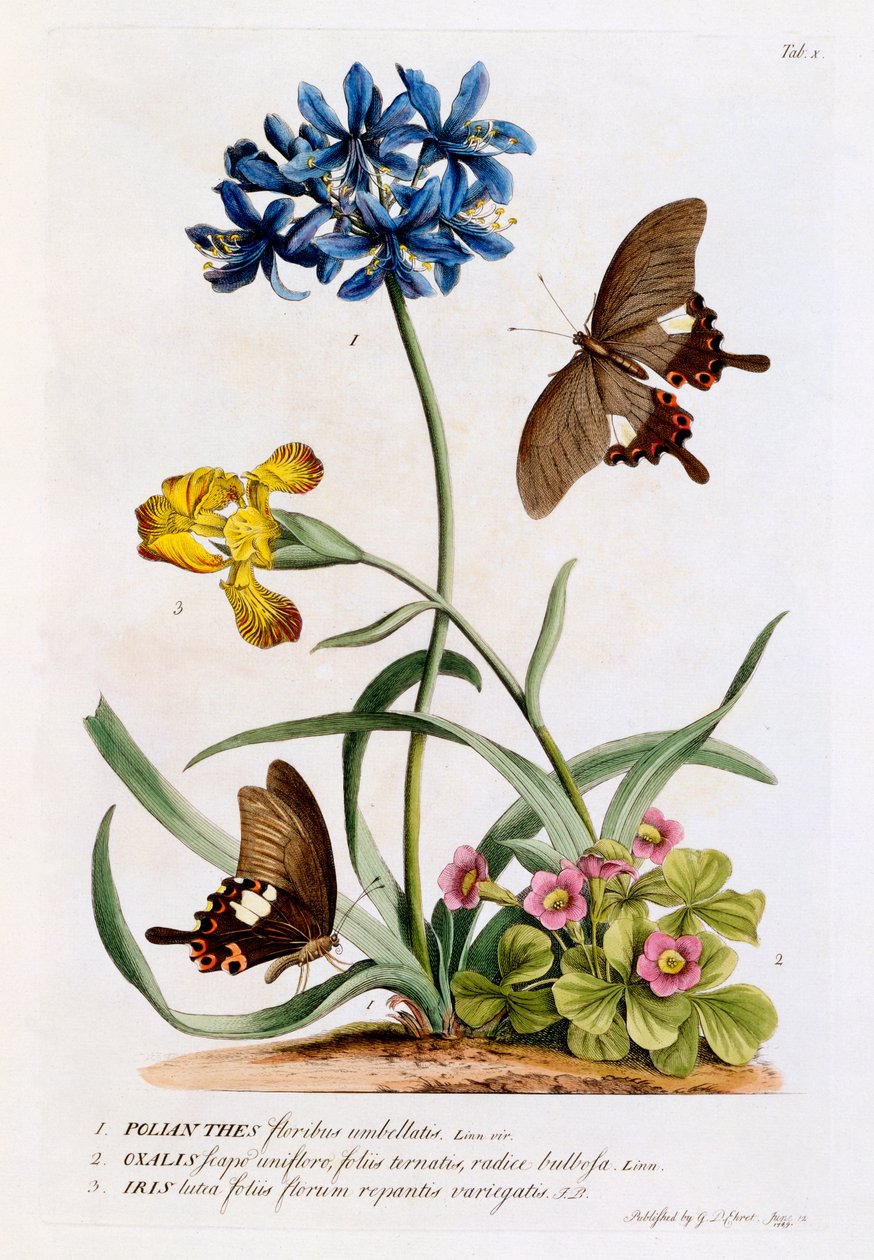 Polianthes, Oxalis ve Iris, 1749 (el boyaması gravür) by Georg Dionysius Ehret