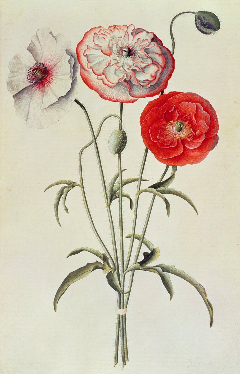 Haşhaş: Mısır (Papaver Rhoeas) by Georg Dionysius Ehret