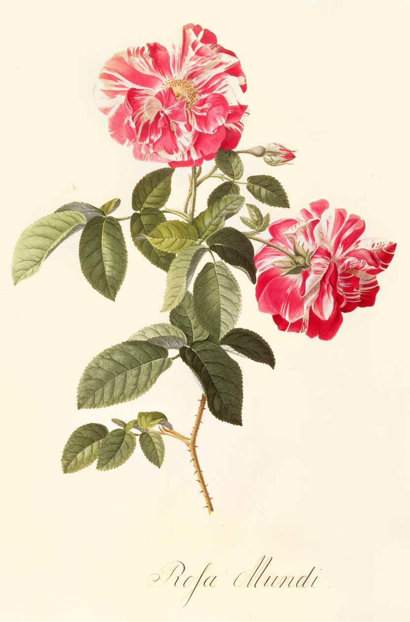 gül dünyası by Georg Dionysius Ehret