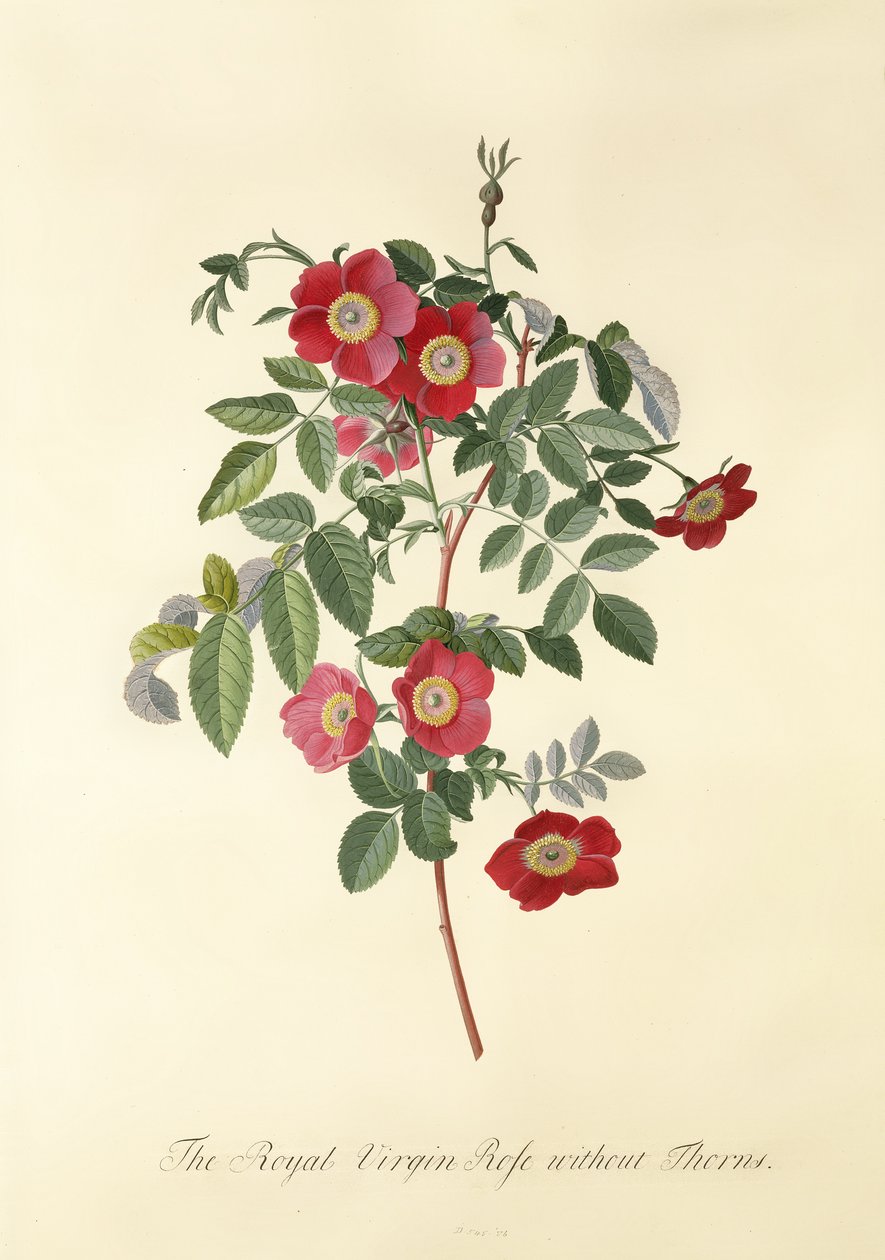 Gül: dikensiz (Royal Virgin Rose) by Georg Dionysius Ehret