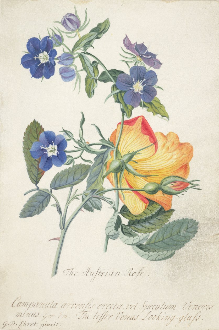 Avusturya Gülü, iki ayrı türün iç içe spreyi (grafit, wc ve parşömen üzerine gövde rengi) by Georg Dionysius Ehret