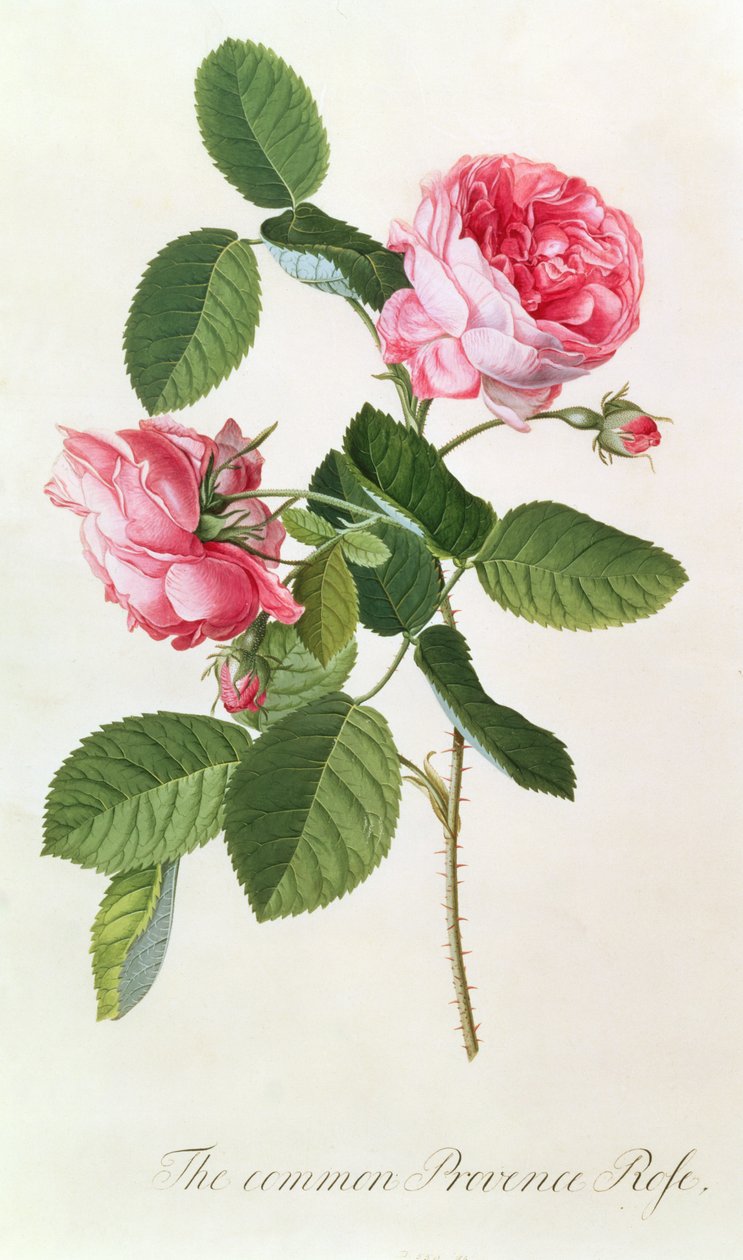 Ortak Provence Gülü by Georg Dionysius Ehret