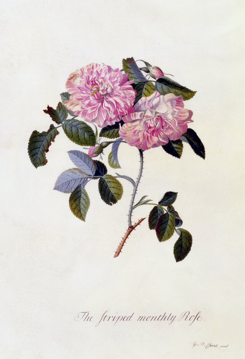 Çizgili Aylık Gül, c.1745 (el boyaması gravür) by Georg Dionysius Ehret