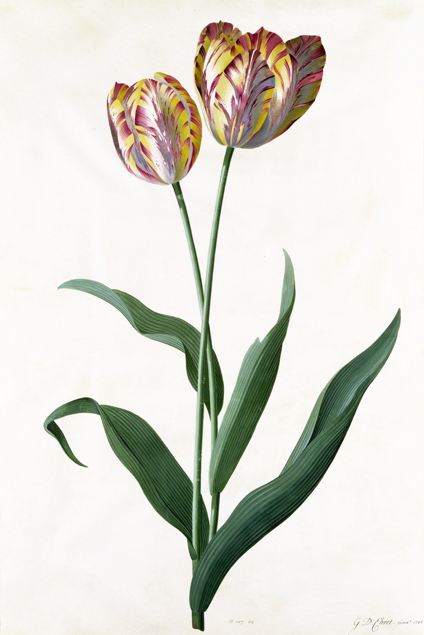 Lale Lale by Georg Dionysius Ehret