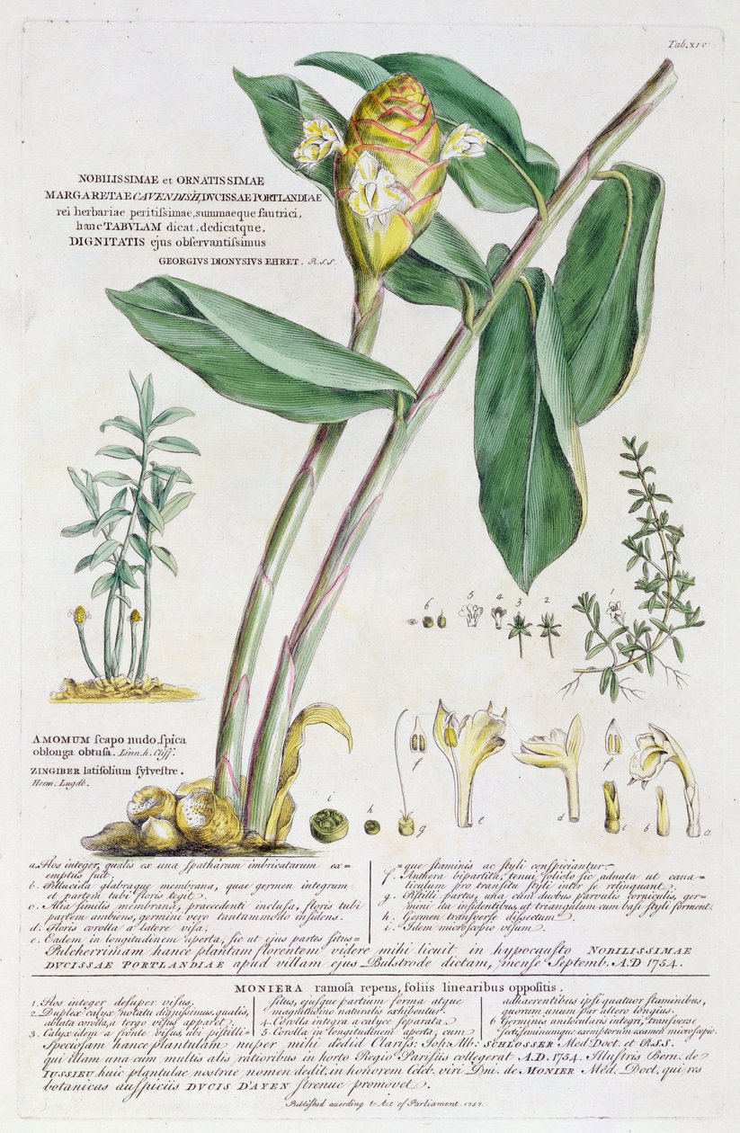 Zingiber latifolium ve Amomum, 1754 by Georg Dionysius Ehret