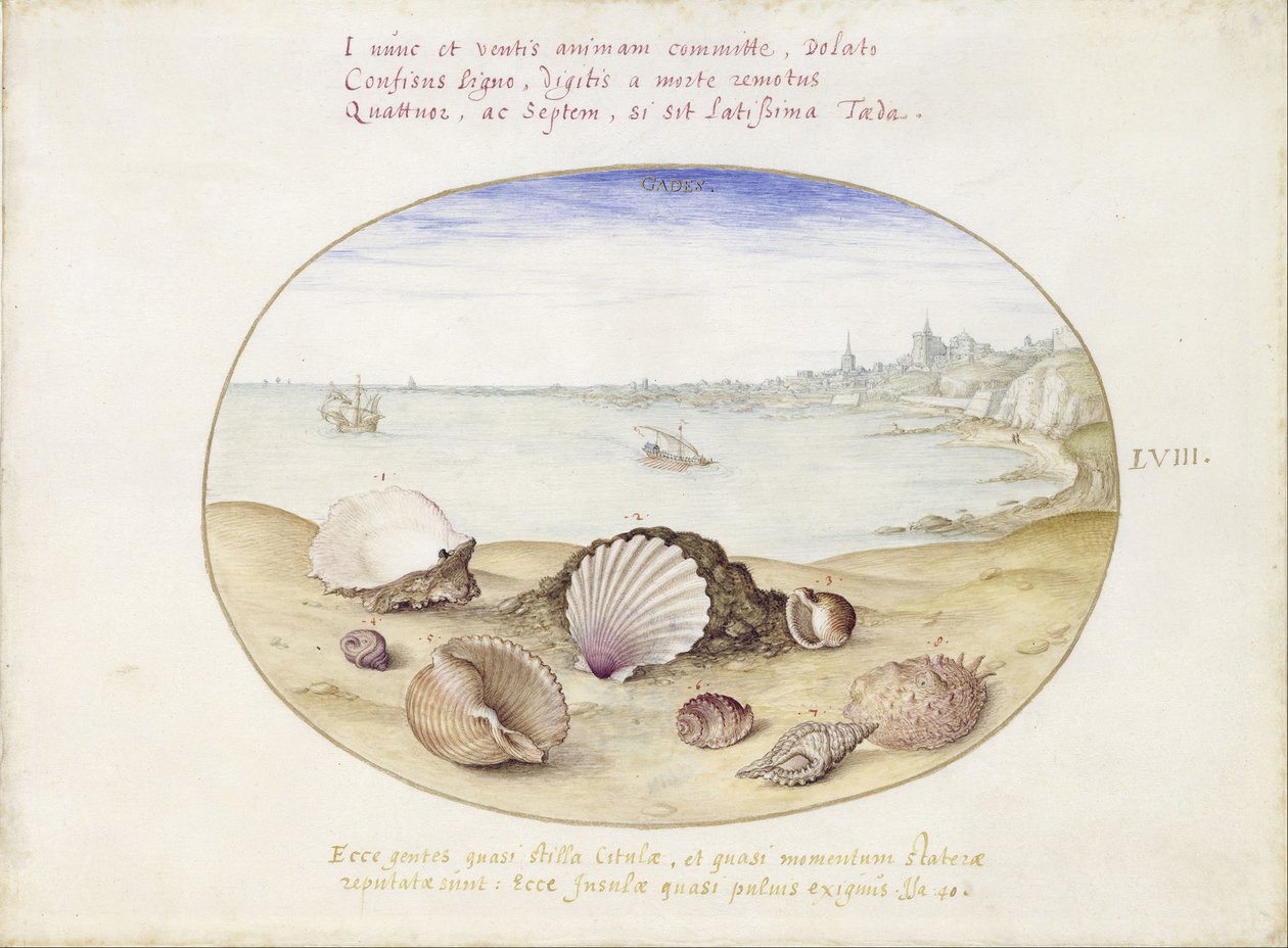 Deniz kabukları ve Cadiz manzarası by Georg Hoefnagel