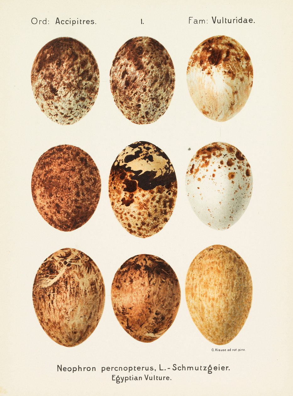 Oologia universalis palearctica, 1906 by Georg Albert Julius Krause