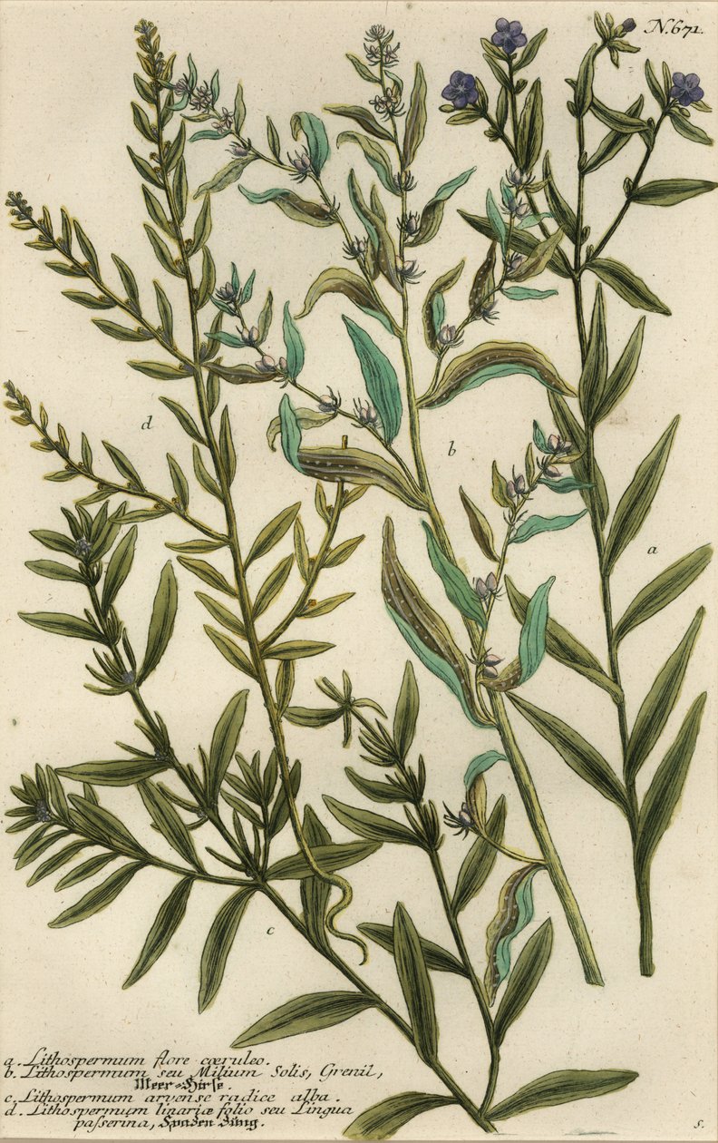 Gromwell çeşitleri, Lithospermum türleri by Georg Dionysius (after) Ehret