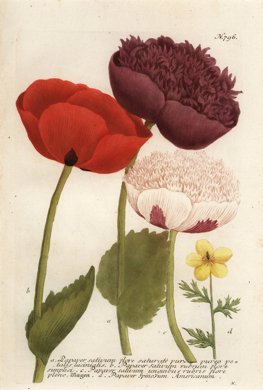 Haşhaş çeşitleri, Papaver somniferum ve Anemone mexicana by Georg Dionysius (after) Ehret