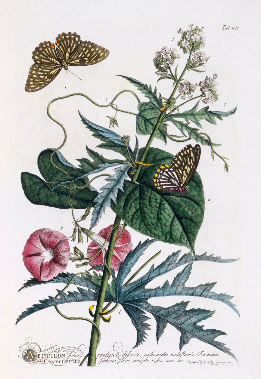 1. Abutilon, 2. Konvolvulus, c. 1748 el renkli gravür. by "Georg Dionysius Ehret
