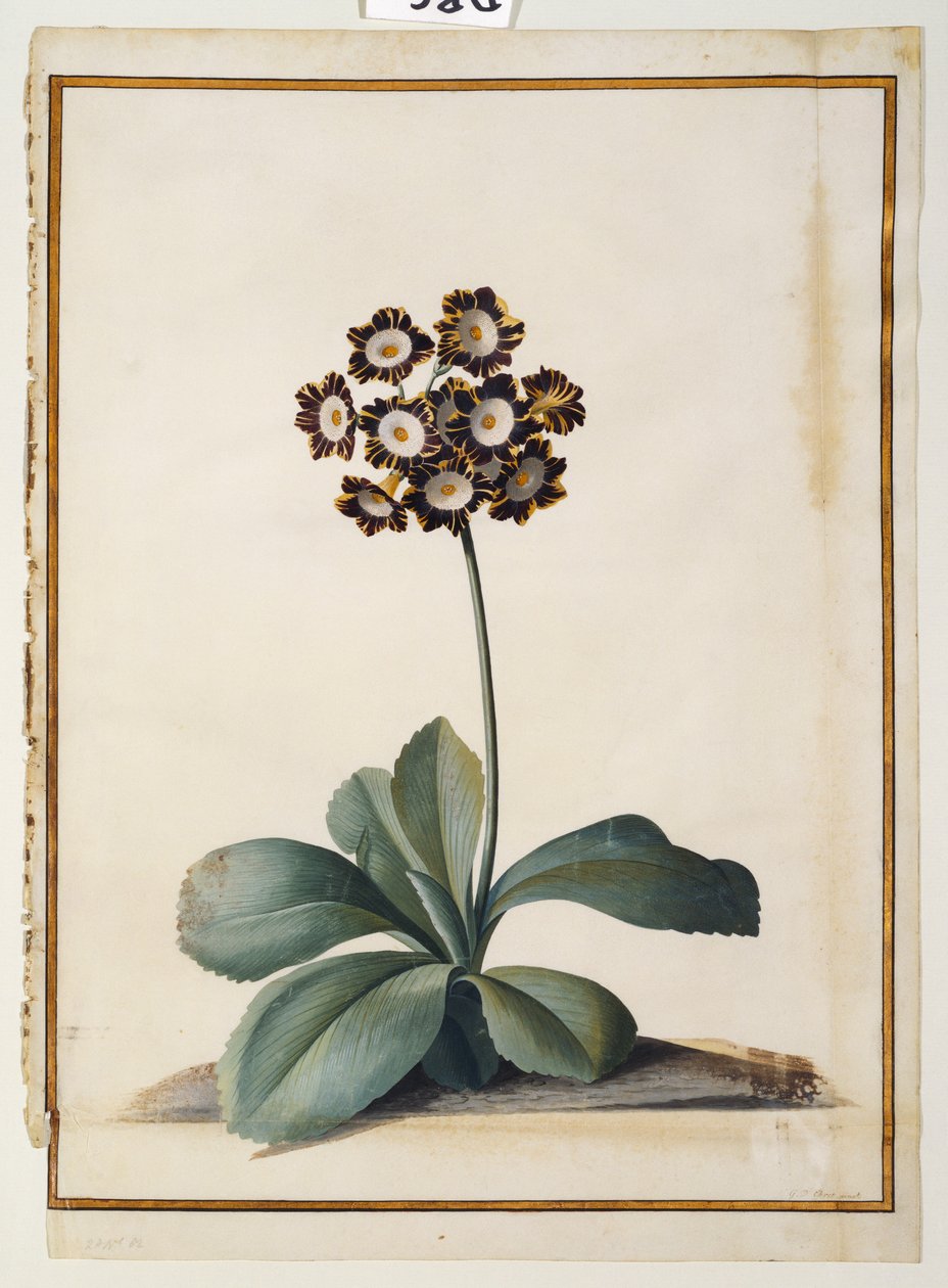 Mor Alacalı Bir Aurikula by Georg Dionysius Ehret