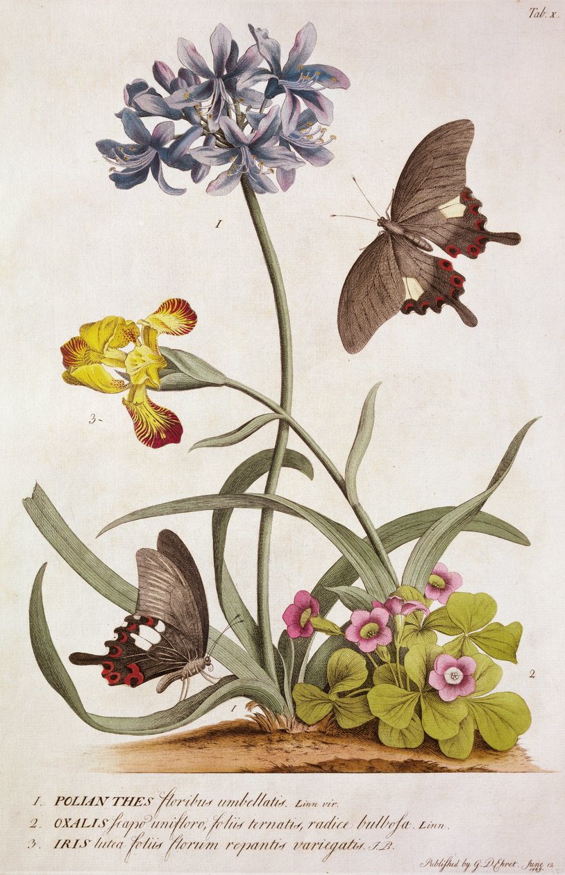 Agapanthus africanus, Iris variegata ve bir Oxalis türü, "Plantae and Papiliones Rariores", 1749 by Georg Dionysius Ehret