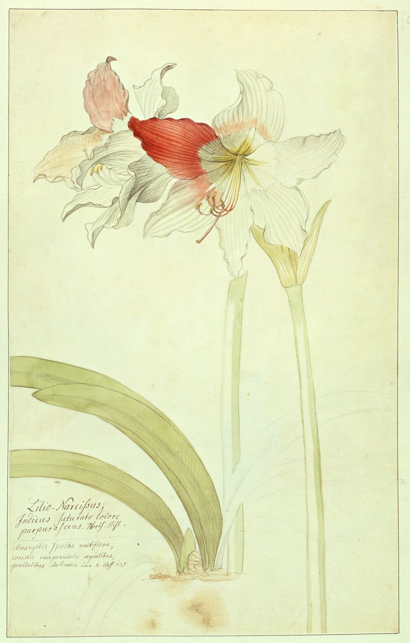 Amaryllis: Lilio-Nergis, İndicus by Georg Dionysius Ehret