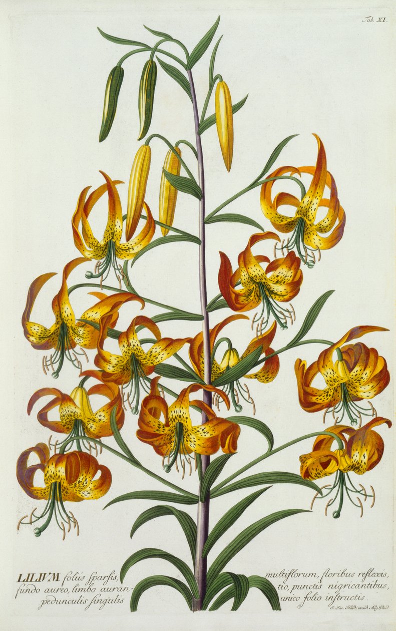 Amerikan Turkscap Lily, c. 1740 el renkli gravür. by "Georg Dionysius Ehret