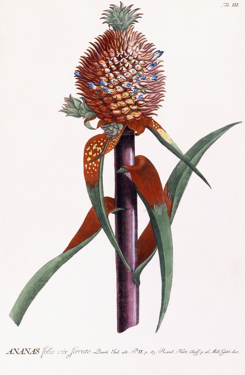 Ananas by Georg Dionysius Ehret