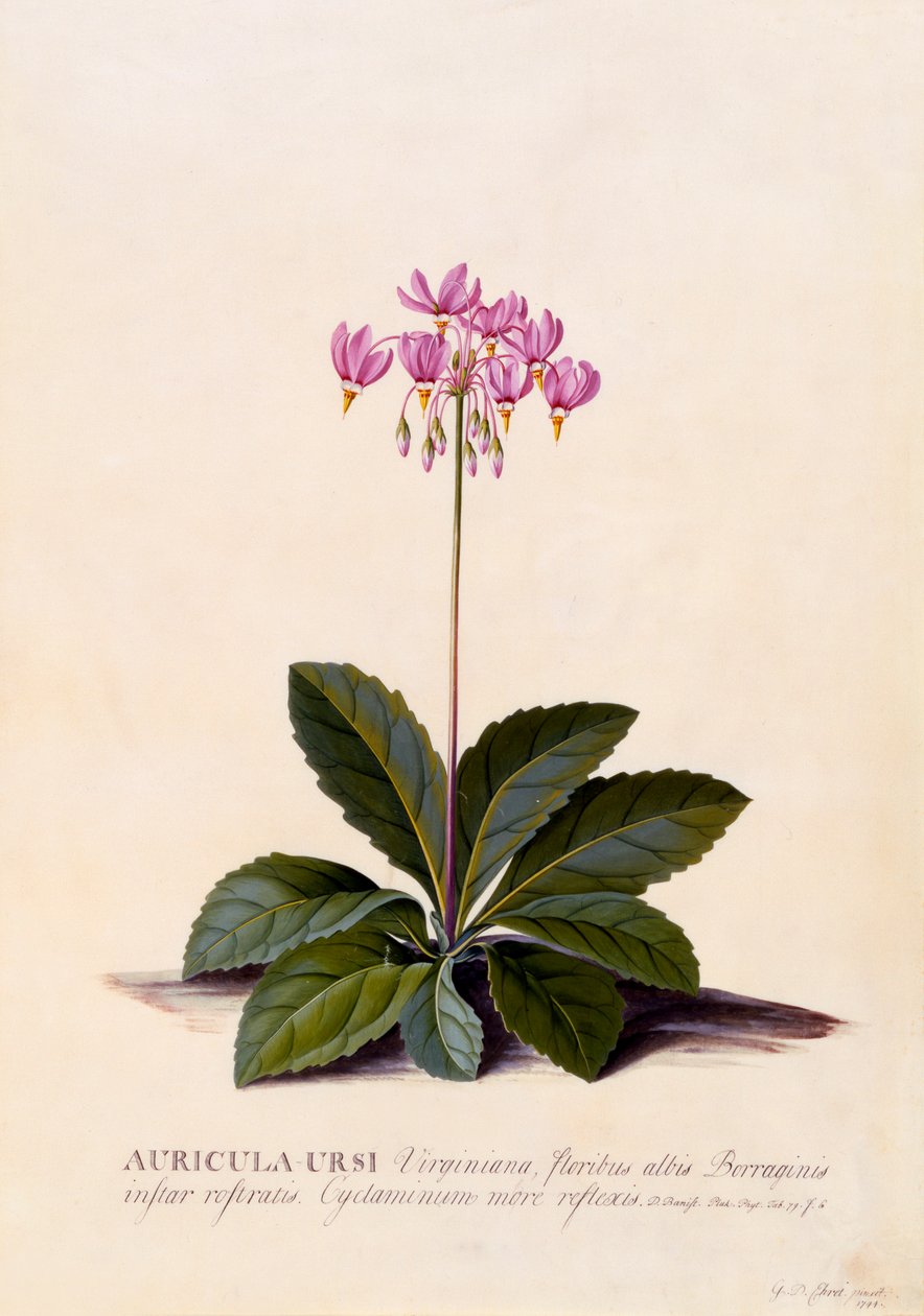 Auricula Ursi Kayan Yıldız, c. 1744 el renkli gravür. by "Georg Dionysius Ehret