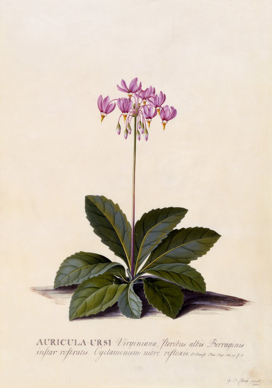 Auricula ursi, Kayan Yıldız, c.1744 (el ile boyanmış gravür) by Georg Dionysius Ehret