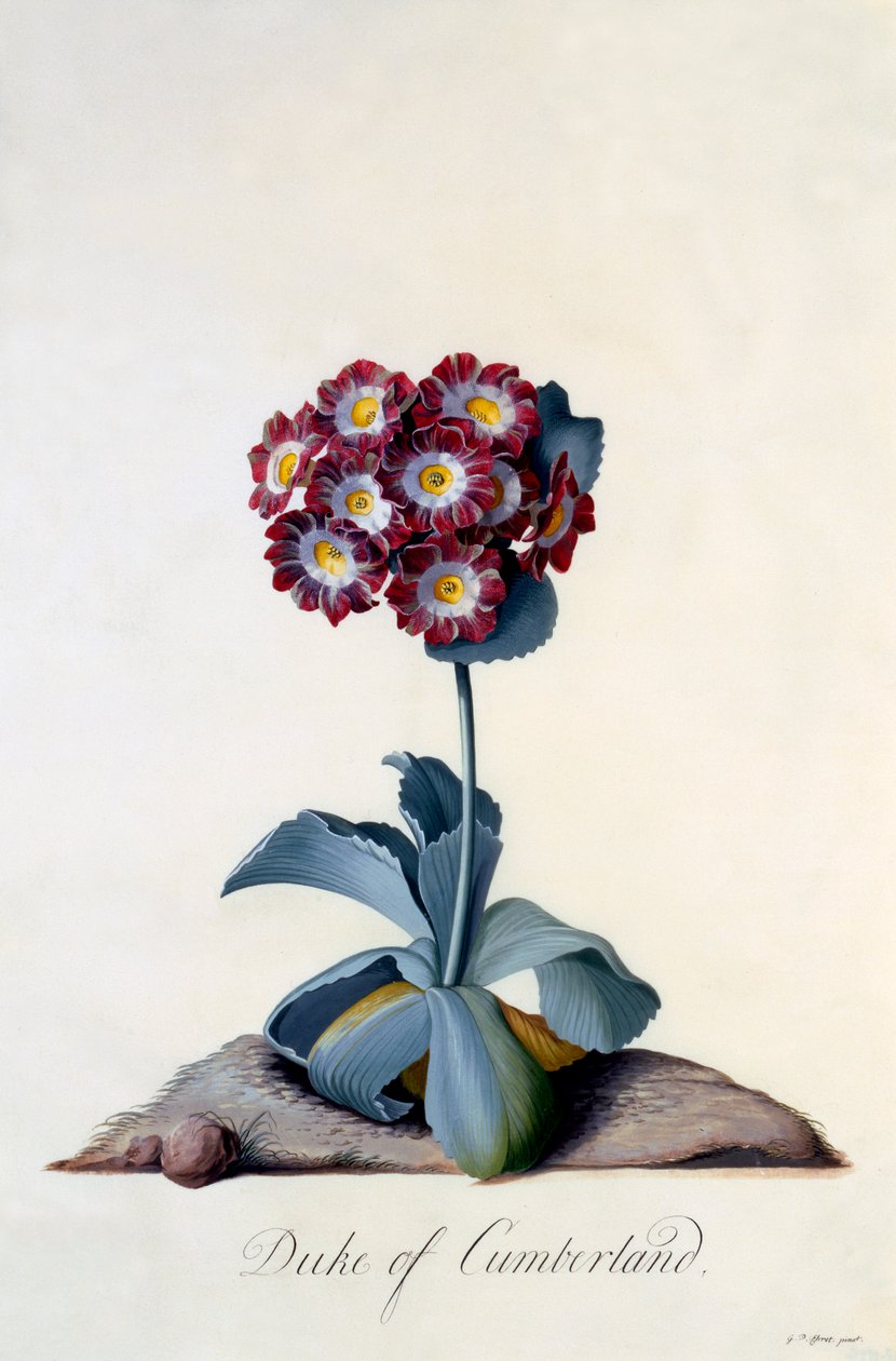 Auricula Cumberland Dükü c. 1743 el renkli gravür. by "Georg Dionysius Ehret
