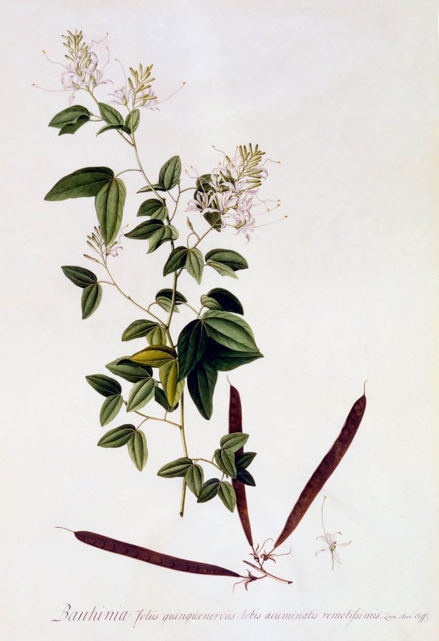Bauhinia, c. 1745 el renkli gravür. by "Georg Dionysius Ehret