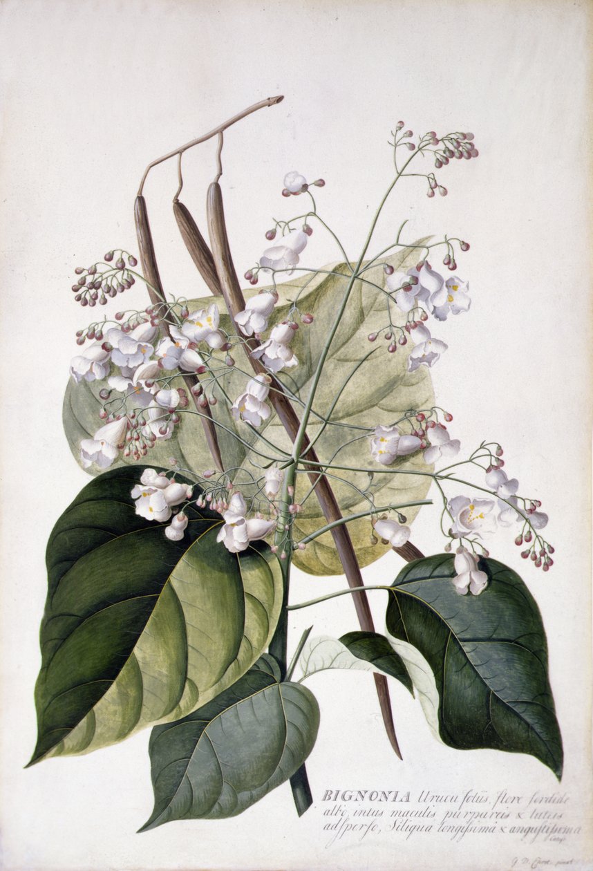Bignonia (parşömen üzerine kurşun kalem, suluboya ve gövde rengi) by Georg Dionysius Ehret