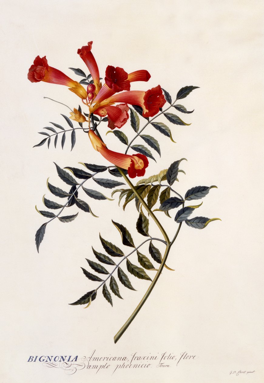 Bignonia Americana, c.1743 (el boyaması gravür) by Georg Dionysius Ehret