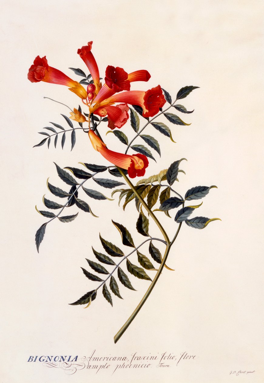 Bignonia Americana, c. 1743 el renkli gravür. by "Georg Dionysius Ehret