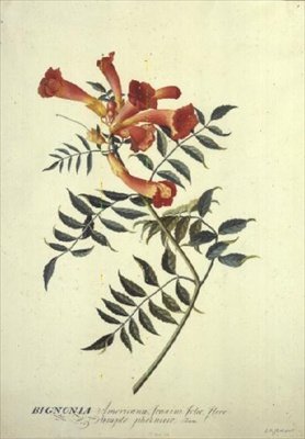 Bignonia americana, sulu boya by Georg Dionysius Ehret
