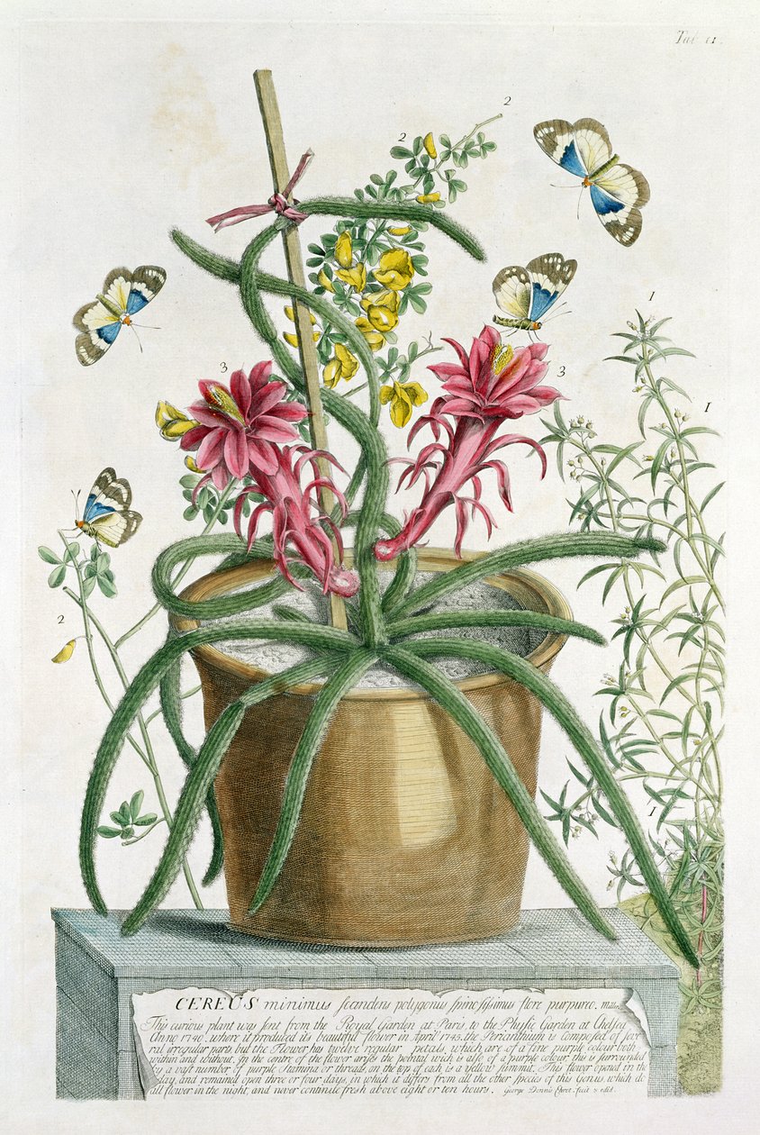 Cereus Minimus, c.1745 (renkli taş) by Georg Dionysius Ehret