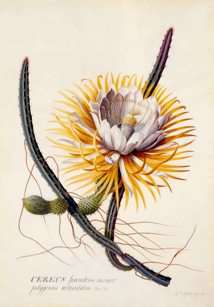 Gecenin Kraliçesi Cereus, c. 1744 el renkli gravür. by "Georg Dionysius Ehret