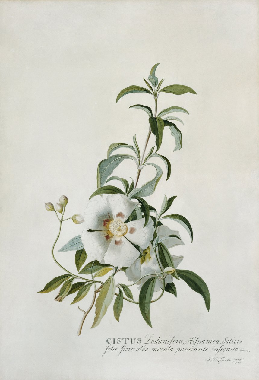 Cistus, 1747 by Georg Dionysius Ehret