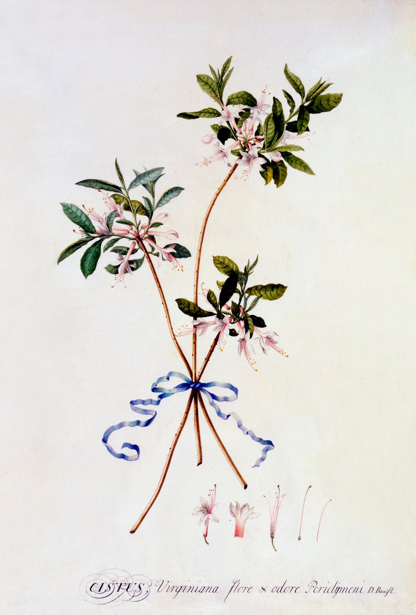 Cistus Virginiana, c. 1743 el renkli gravür. by "Georg Dionysius Ehret