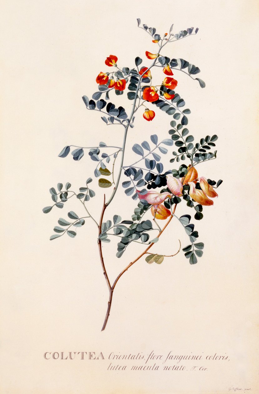 Kolutea, c. 1745 el renkli gravür.. by "Georg Dionysius Ehret