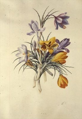 Çiğdem by Georg Dionysius Ehret