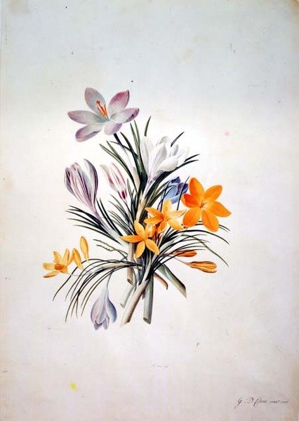 çiğdem demeti by Georg Dionysius Ehret