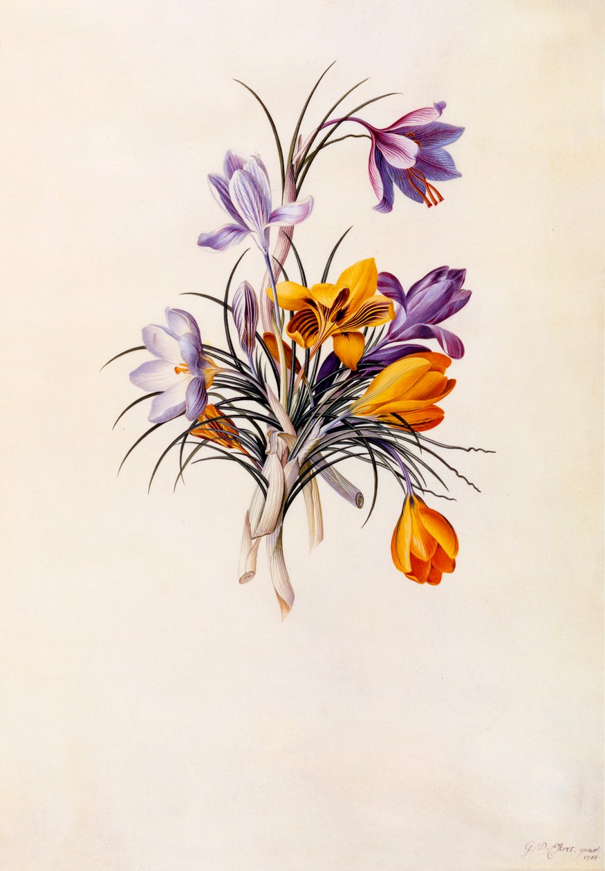 Çiğdemler, c. 1744 el renkli gravür. by "Georg Dionysius Ehret