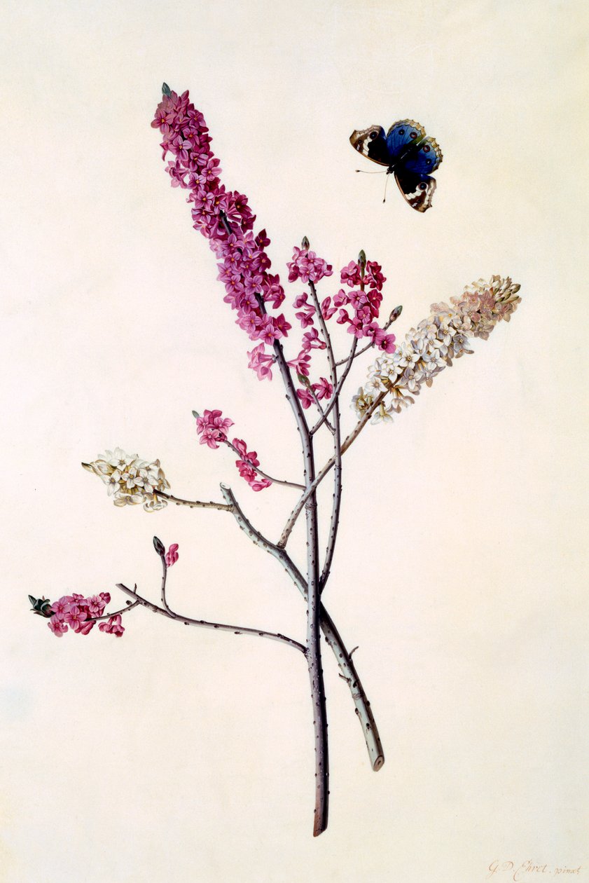 Daphne Mezereum ile kelebek, c. 1740 el renkli gravür. by "Georg Dionysius Ehret