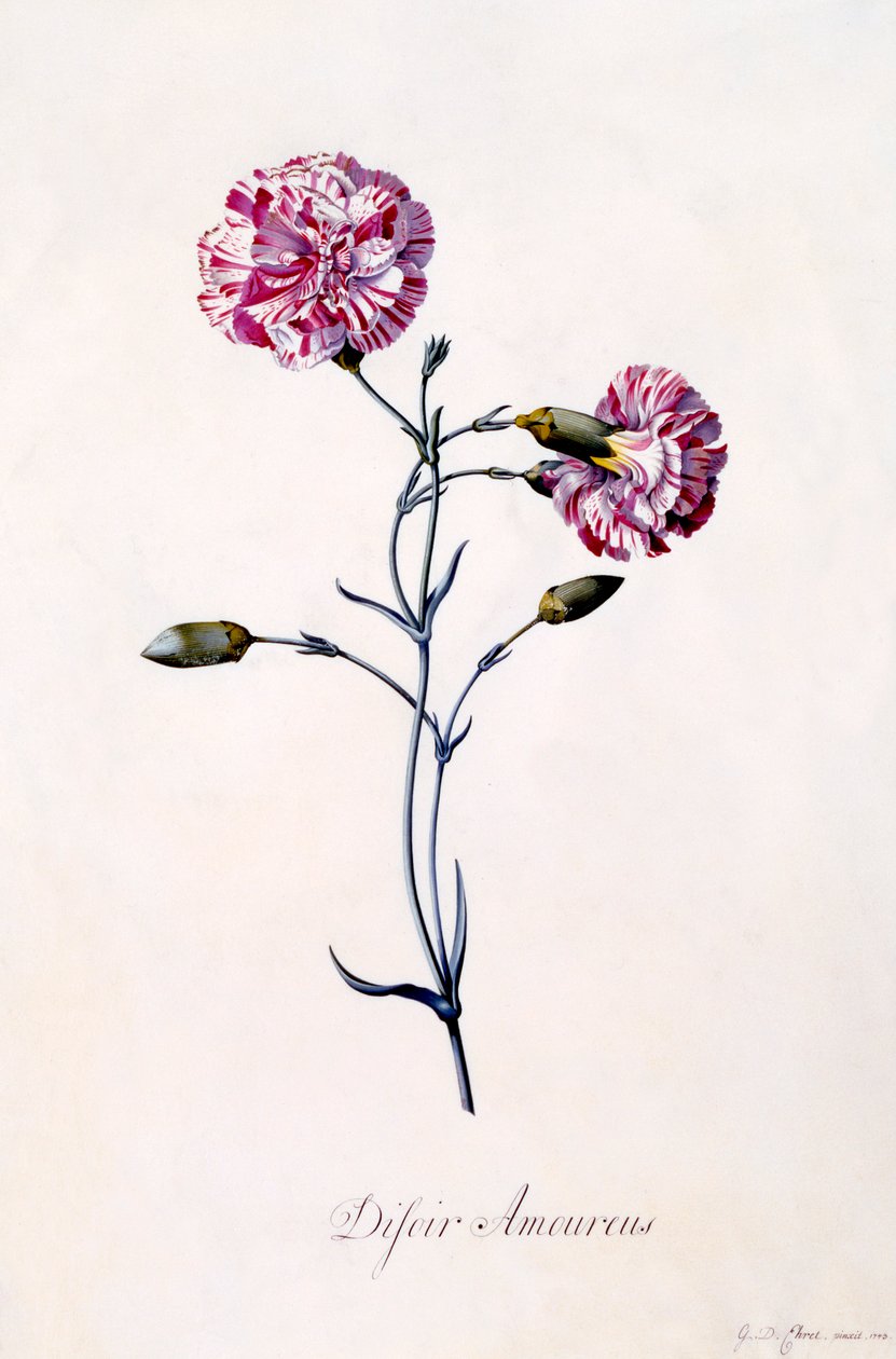 Difor Amourius Karanfil, c. 1745 el renkli gravür. by "Georg Dionysius Ehret
