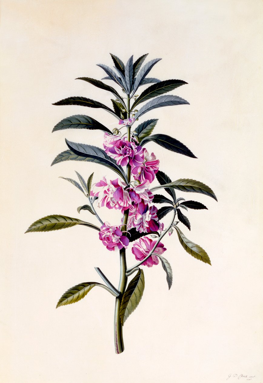 Bahçe Balsam Impatiens Balsamina, c. 1746 el renkli gravür. by "Georg Dionysius Ehret